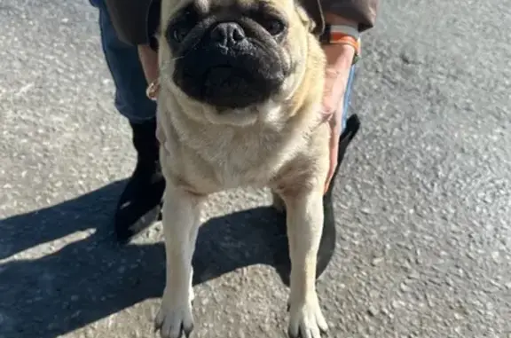 Найдена собака, Старый Оскол, фото: Найдена собака, Николаевский переулок, 28, Старый Оскол