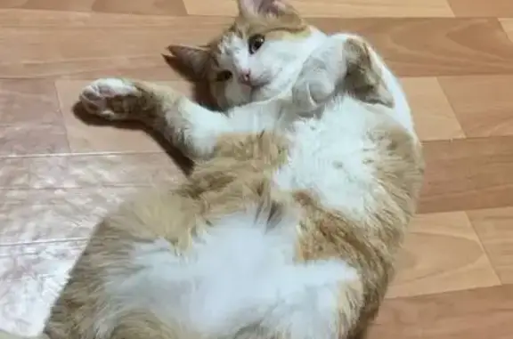 Пропал кот, Советская улица, Муром - рыже-белый окрас - photo