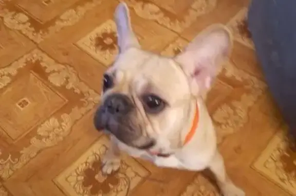 Объявления о пропавших и найденных животных, Тамбов, фото: Найдена собака, женский пол, Мичуринская улица, городской округ Тамбов