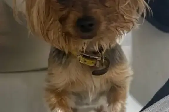 Собаки потеряшки, Калининград, фото: Потеряшка собака, женский пол, улица Горького, 176В, Калининград