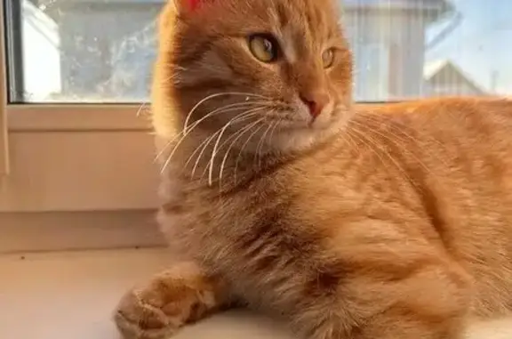 Пропал кот, улица Мамина-Сибиряка, Иркутск - рыжий с карими глазами - photo