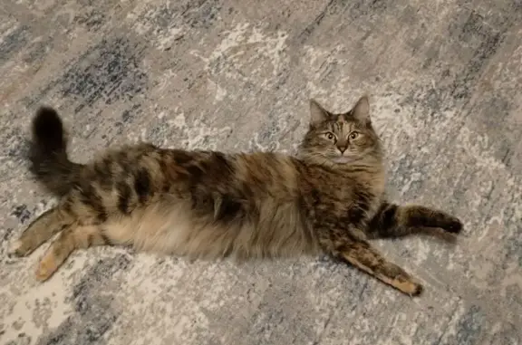 Пропала кошка, Фабричная улица, 2, Калининец - очень пугливая, окрас серый с рыжим - photo
