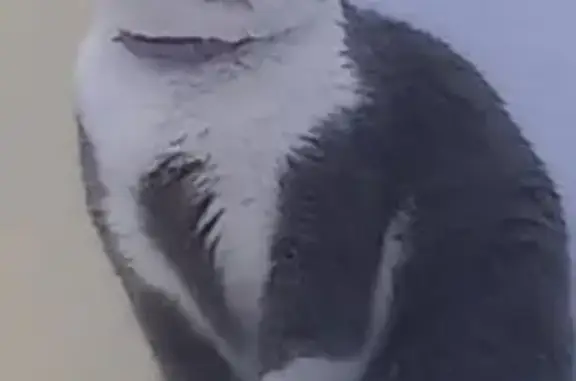 Пропал кот, Фряновское шоссе, 64 к1, Щёлково - серый с белыми пятнами, вислоухий - photo