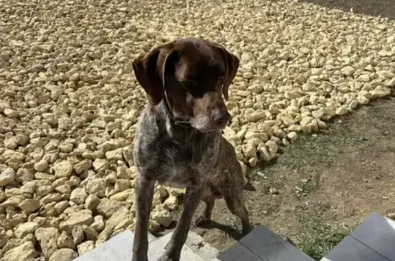 Найден собака, улица Софьи Ковалевской, 99, Михайловск - породистый кобель с ошейником - photo