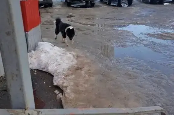 Найдена собака, Сосенский, фото: Найден собака, мужской, городское поселение Сосенский, Калужская область