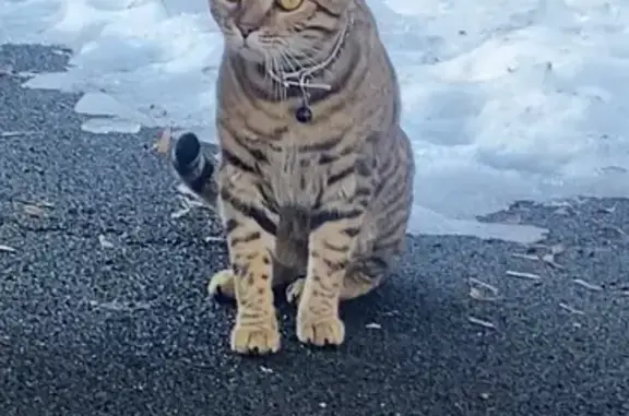 Объявления о пропавших и найденных животных, Москва, фото: Найдена кошка, Большая Серпуховская улица, 64, Москва - мальчик не кастрирован