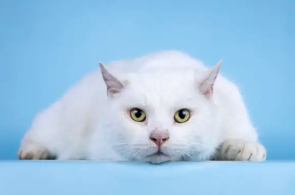 Объявления о пропавших и найденных животных, Москва, фото: Найден кот, МКАД, 104-й километр, 8А, Москва - белый, на территории магазина МЕТРО