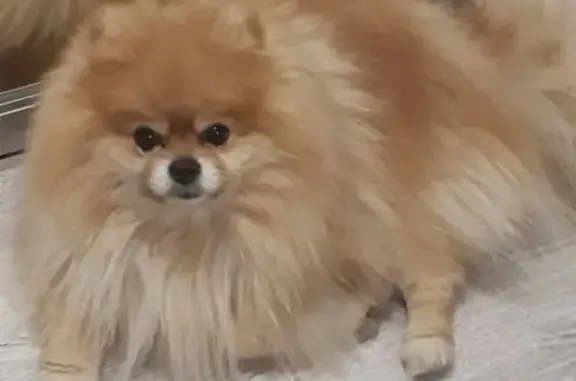 Пропал собака, Воронеж, Воронежская область - рыжий померанский шпиц с татуировкой - photo