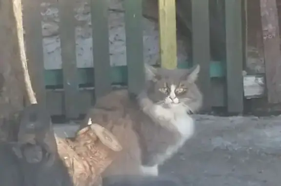 Объявления о пропавших и найденных животных, Тамбов, фото: Найдена кошка, Моршанское шоссе, 5, городской округ Тамбов - серая с белой переносицей