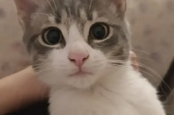 Пропал кот, 25-й переулок, городской округ Таганрог - серо-белый, полосатый - photo