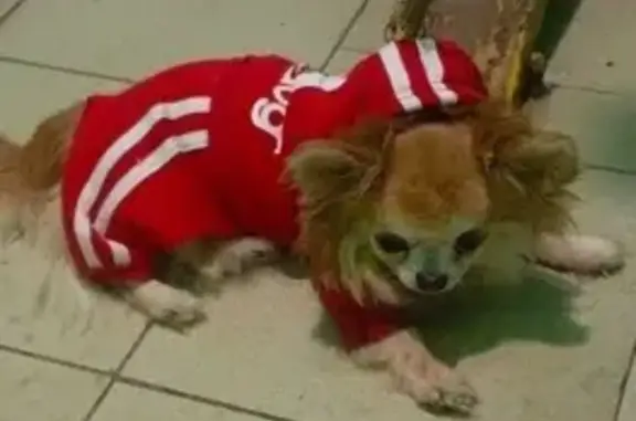 Найдена собака, Москва, фото: Найден собака, Вильнюсская улица, 4, Москва - рыжий чихуахуа в костюме