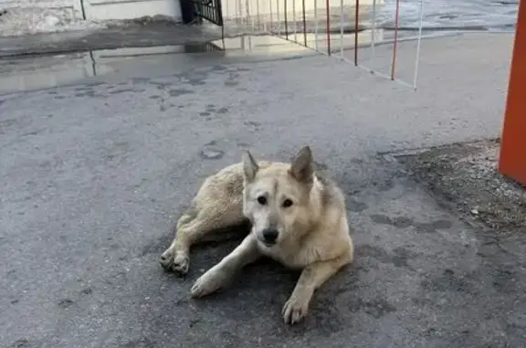 Найдена собака, Рязань, фото: Найдена собака, женская, улица Радищева, 3, Рязань - похожа на хаски/лайку