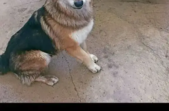 Потерянные животные Верховье, фото: Пропал собака, 14, Верховье