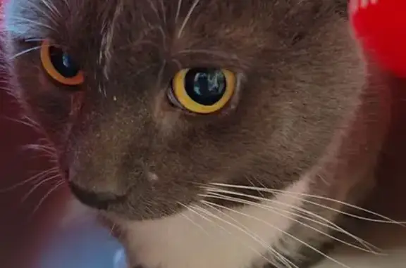 Найдена кошка, Санкт-Петербург, фото: Найден кот, Малый проспект В.О., 46, Санкт-Петербург - домашний, не стерилизован