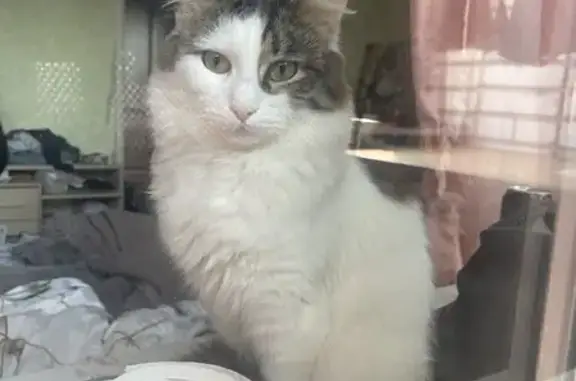 Потерянные животные Пушкино, фото: Пропал кот, 3-й Некрасовский проезд, 2, Пушкино - ласковый, может бояться