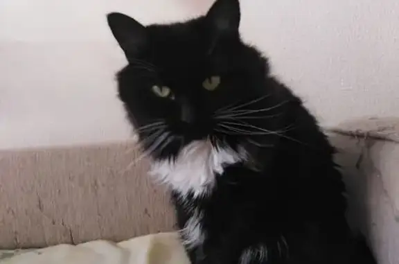 Объявления о пропавших и найденных животных, Саратов, фото: Пропала кошка, Бахметьевская улица, 20/24, Саратов - черно-белая, пушистая