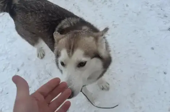 Найдена собака, Уфа, фото: Найдена собака, Уфа, Башкортостан - хаски или маламут с карабином
