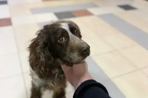 Найдена собака, Ставрополь, фото: Найден собака, Ставрополь, Ставропольский край - шоколадный окрас, есть ошейник