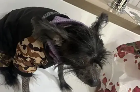 Черная, голова и лапы пушистая тело пушистая лысое, куртка черная защитная окраска