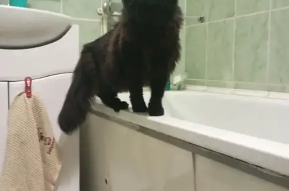 Объявления о пропавших и найденных животных, Сургут, фото: Найдена кошка, Тюменский тракт, Сургут - чёрный окрас, очень ласковый