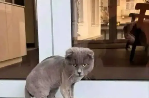 Объявления о пропавших и найденных животных, Нальчик, фото: Найден кот, улица Чернышевского, 222, Нальчик - породистый, мальчик