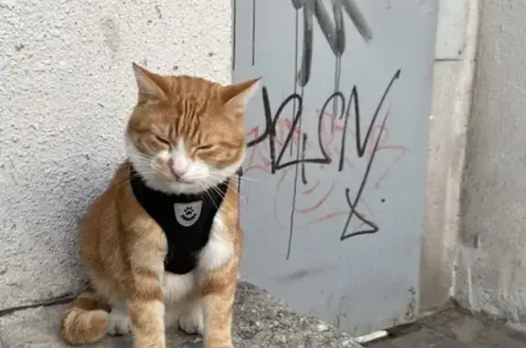 Найдена кошка, Калининград, фото: Найдена кошка, улица Ульяны Громовой, 2, Калининград - домашний, с шлейкой и блохинным ошейником