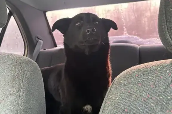 Объявления о пропавших и найденных животных, Челябинск, фото: Найдена собака, девочка, улица Болейко, 5, Челябинск - щенок чистый и умный