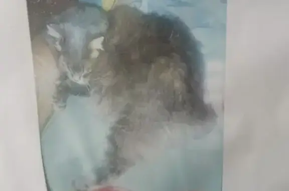 Пропал кот, проспект Гагарина, Оренбург - серый, пушистый, взрослый - photo