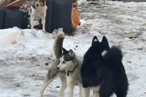 Найдена собака, Брянск, фото: Найден собака, мужской, улица Карла Маркса, Брянск