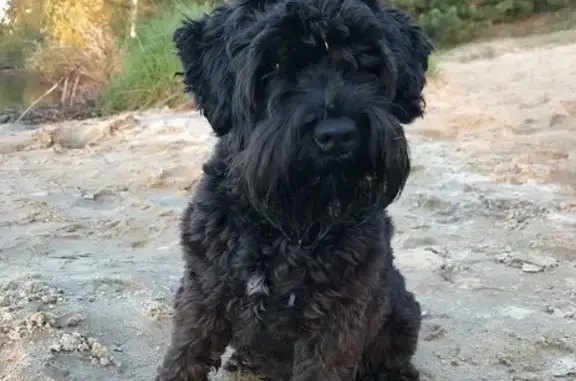 Потерянные животные Королёв, фото: Пропала собака, Пионерская улица, Королёв - чёрная пушистая девочка