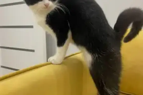 Объявления о пропавших и найденных животных, Балашиха, фото: Пропала кошка, улица Корнилаева, Балашиха - девочка Бусья, окрас «смокинг»