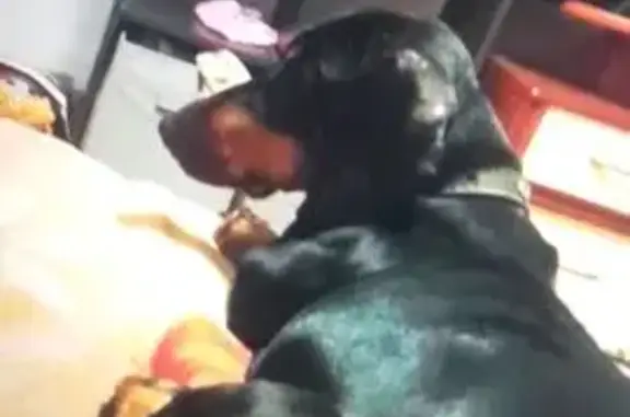 Пропала собака, улица Гагарина, 115/4, городской округ Липецк - photo