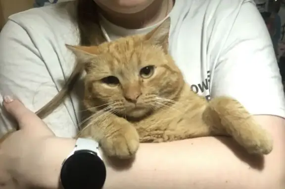 Объявления о пропавших и найденных животных, Бологое, фото: Пропал кот, Южная улица, Бологое - рыжий, полосатый и кастрированный