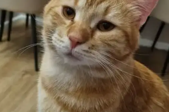 Пропал кот, Можайское, Вологодская область - откликается на имя Персик - photo