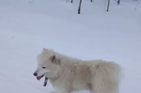 Потерянные животные Борисоглебск, фото: Пропал собака, улица Пешкова, 18, Борисоглебск - белая порода самоед
