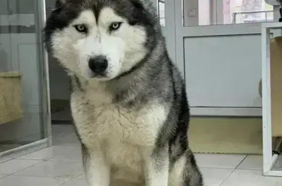 Пропал собака, мужской, проезд Смирнова, 41, городской округ Ижевск - photo