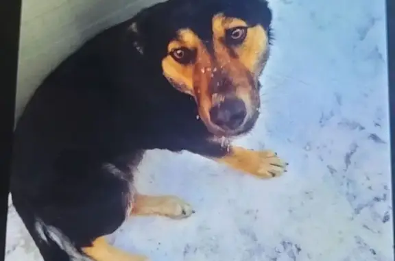 Пропала собака, Комсомольская улица, 109, Красный Яр - по кличке Альфа - photo