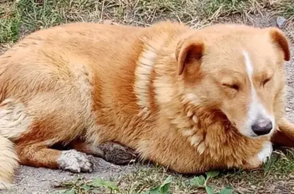 Пропал собака, мужской, остановка СНТ 
