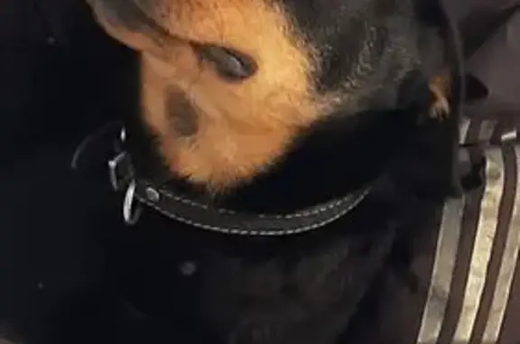 Пропал собака, Моршанск — лапы как у медведя - photo