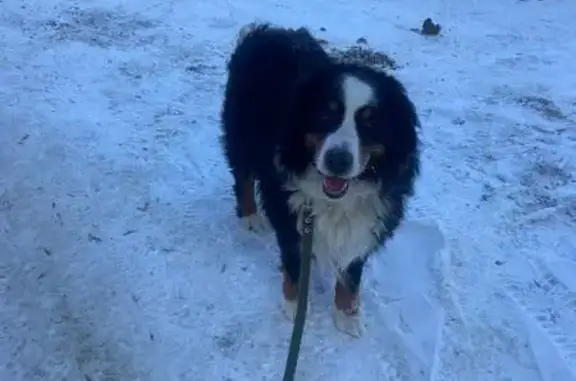 Найдена собака, Саранск, фото: Найден собака, мужской, проезд Жуковского, 10, Саранск - бернский зенненхаус