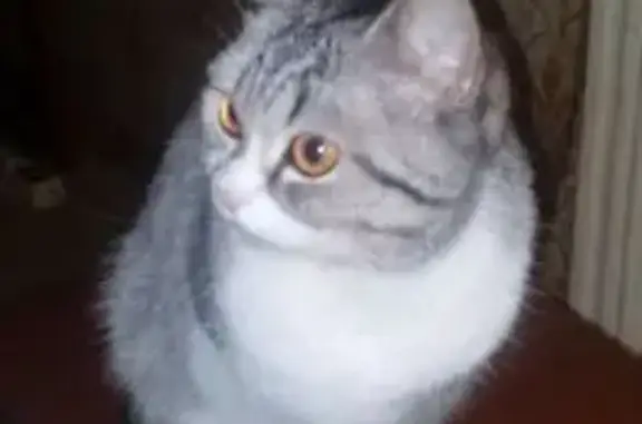 Пропала кошка, улица Поэта Майорова, 21, Иваново - светло серая с белым - photo