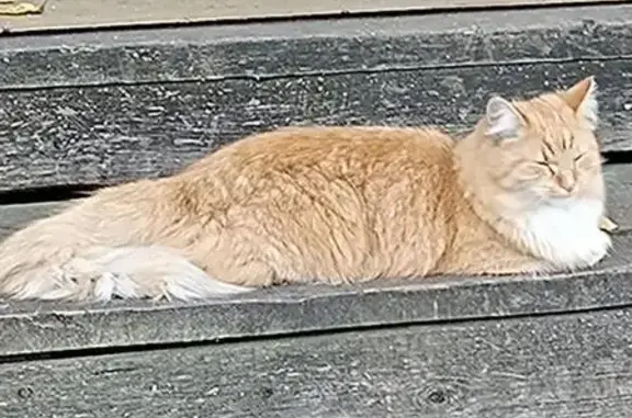 Пропала кошка, Молодёжная улица, 1 к1, Архангельск - рыжая и пушистая - photo