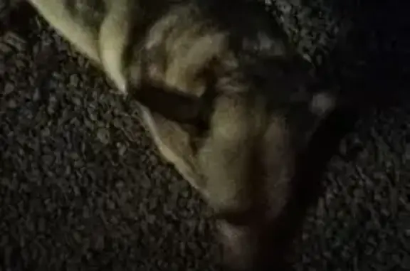 Найдена собака, Росва, фото: Найдена собака, Советская улица, 21Б, Росва - с голубым ошейником