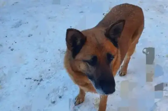 Найденные животные Полянское, фото: Найдена собака, Полянское сельское поселение, Ленинградская область - рыжепалевый окрас
