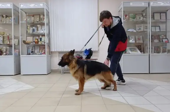 Пропала собака, улица Зирекле, 50, Казань - чёрно-рыжая длинношерстная немецкая овчарка - photo