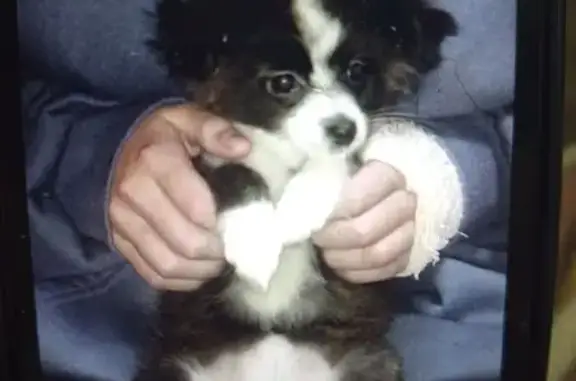 Пропала собака, Вокзальная улица, Ржев - чёрно-белая и ласковая - photo