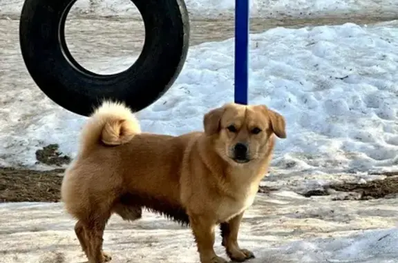 Найденные животные Москва, фото: Найден собака, мужской, Раздельная улица, Москва - рыжий окрас и гладкая шерстка