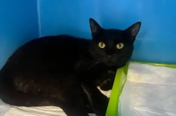 Найденные животные Москва, фото: Найдена кошка, Большая Черкизовская улица, Москва - стерилизованная, молодая