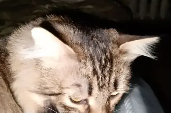 Пропал кот, Рабочая улица, 8, Ульяновск - пушистый, на контакт не идёт - photo