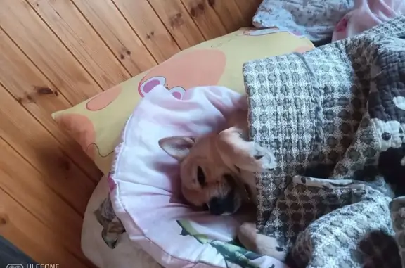 Пропал собака, Аграрная улица, 5, Андреевка - рыжий окрас и хвост крючок - photo